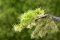 Martin Welberg Scenic Studios WB-P263 - Multi Layered Tufts - Late Summer - 2mm - 6mm