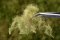Martin Welberg Scenic Studios WB-P264 - Multi Layered Tufts - Fall - 2mm - 6mm