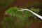 Martin Welberg Scenic Studios WB-P402 - Tufts - Summer  - 4.5 mm - 15cm X 21cm