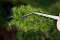 Martin Welberg Scenic Studios MB-P601 - Tufts - Spring - 6mm