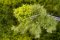 Martin Welberg Scenic Studios WB-PW261 - Layered Tufts - Spring w/ Weeds - 2mm-6mm