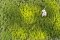 Martin Welberg Scenic Studios WB-PW261 - Layered Tufts - Spring w/ Weeds - 2mm-6mm