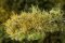 Martin Welberg Scenic Studios WB-PW264 - Layered Tufts - Fall w/ Weeds - 2mm-4mm