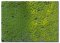 Martin Welberg Scenic Studios WB-PW401 - Tufts - Spring w/ Weeds - 4.5mm