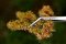 Martin Welberg Scenic Studios MB-PW405 - Tufts - Golden Summer w/ Weeds - 4.5 mm