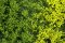 Martin Welberg Scenic Studios MB-PW601 - Tufts - Spring w/ Weeds - 6mm - Multi-Pak