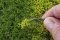 Martin Welberg Scenic Studios MB-PW601 - Tufts - Spring w/ Weeds - 6mm - Multi-Pak