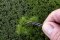 Martin Welberg Scenic Studios MB-PW602 - Tufts - Summer w/ Weeds - 6mm - Multi-Pak