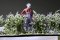 Martin Welberg Scenic Studios WB-SAL - Bushes - Lavender - Type A