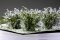 Martin Welberg Scenic Studios WB-SAL - Bushes - Lavender - Type A