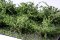 Martin Welberg Scenic Studios WB-SAMG - Bushes - Medium Green - Type A - 2cm-3cm - 10 pcs