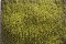 Martin Welberg Scenic Studios WB-SELG - HIGH - LIGHT GREEN THICKET TYPE 'E'
