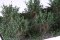 Martin Welberg Scenic Studios WB-SADG - Bushes - Dark Green - Type A - 2cm-3cm - 10 pcs