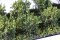 Martin Welberg Scenic Studios WB-SAG - Bushes - Yellow - Type A - 2cm-3cm - 10 pcs