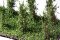 Martin Welberg Scenic Studios WB-SBMG - Bushes - Medium Green - Type B - 3cm-4cm - 10 pcs