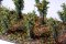 Martin Welberg Scenic Studios MB-SBO - Bushes - Orange - Type B - 3cm-4cm - 10 pcs