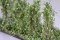 Martin Welberg Scenic Studios MB-SBW - Bushes - White - Type B - 3cm-4cm - 10 pcs