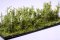 Martin Welberg Scenic Studios WB-SCG - Bushes - Yellow - Type C - 3cm-4cm - 10 pcs