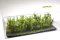 Martin Welberg Scenic Studios WB-SCLG - Bushes - Light Green - Type C - 10 pcs