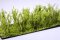 Martin Welberg Scenic Studios WB-SCLG - Bushes - Light Green - Type C - 10 pcs