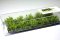 Martin Welberg Scenic Studios WB-SDLG - Bushes - Light Green - Type D - 10 pcs