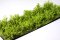 Martin Welberg Scenic Studios WB-SDLG - Bushes - Light Green - Type D - 10 pcs