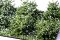 Martin Welberg Scenic Studios WB-SDW - Bushes - White - Low - Type D - 10 pcs - 2cm-3cm