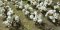 JTT 95590- HO Cotton Plants pkg(40)