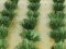 Bachmann 32507 - HO Detachable Grass Bundles pkg(30)