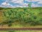 Faller 181409 - All Scale Forest Edge Trees & Bushes