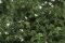 Woodland Scenics 1129 - HO Shrubs & Saplings -- Medium Green 60 Cubic Inches