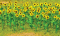 JTT 95523 - HO Sunflowers - Assembled -- 1" 2.5cm Tall pkg(16)