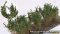 Martin Welberg Scenic Studios WB-SCDG - Bushes - Type C - Dark Green