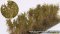 Martin Welberg Scenic Studios WB-FL/SCOL - Bushes (type B), olive green - 10 pcs